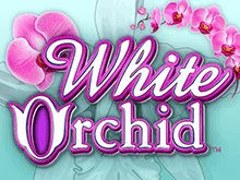 White Orchid от IGT Slots – прекрасный игровой автомат в Вулкане